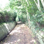 Back'ards