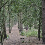 Pit Heap woods 3