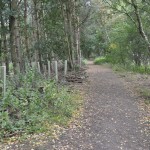 Pit Heap woods 5